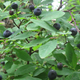 Illustration for article titled The Tastiest Berries That Grow Wild In North America
